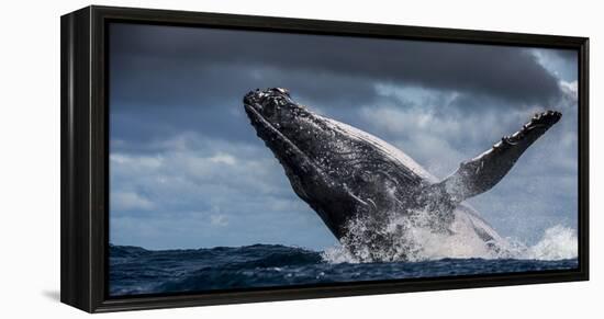 Humpback Whale (Megaptera Novaeangliae) Breaching During Annual Sardine Run-Wim van den Heever-Framed Premier Image Canvas