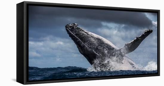 Humpback Whale (Megaptera Novaeangliae) Breaching During Annual Sardine Run-Wim van den Heever-Framed Premier Image Canvas