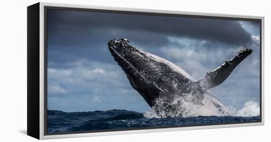 Humpback Whale (Megaptera Novaeangliae) Breaching During Annual Sardine Run-Wim van den Heever-Framed Premier Image Canvas