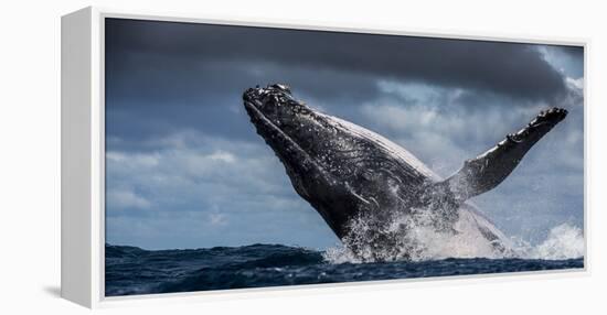 Humpback Whale (Megaptera Novaeangliae) Breaching During Annual Sardine Run-Wim van den Heever-Framed Premier Image Canvas