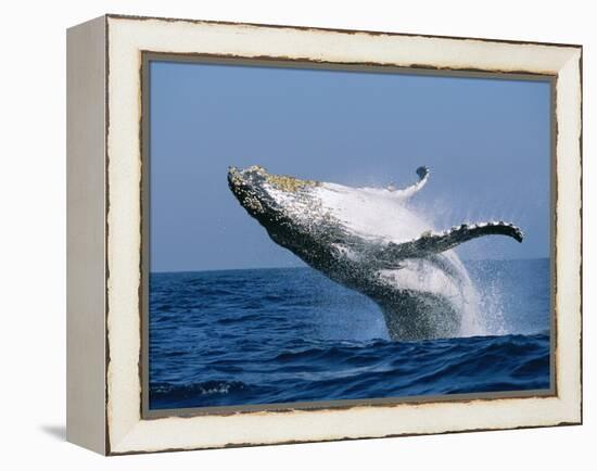 Humpback Whale (Megaptera Novaeangliae) Breaching in the Sea-null-Framed Premier Image Canvas