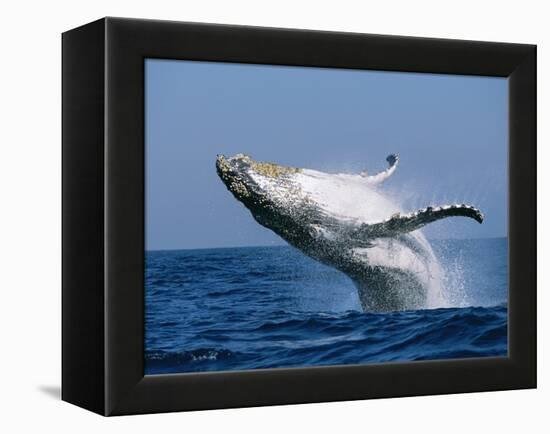 Humpback Whale (Megaptera Novaeangliae) Breaching in the Sea-null-Framed Premier Image Canvas