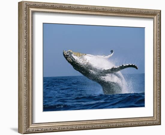 Humpback Whale (Megaptera Novaeangliae) Breaching in the Sea-null-Framed Photographic Print