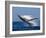 Humpback Whale (Megaptera Novaeangliae) Breaching in the Sea-null-Framed Photographic Print