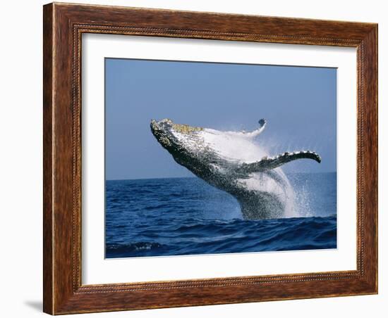 Humpback Whale (Megaptera Novaeangliae) Breaching in the Sea-null-Framed Photographic Print