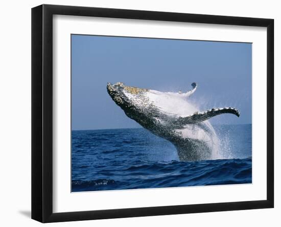 Humpback Whale (Megaptera Novaeangliae) Breaching in the Sea-null-Framed Photographic Print