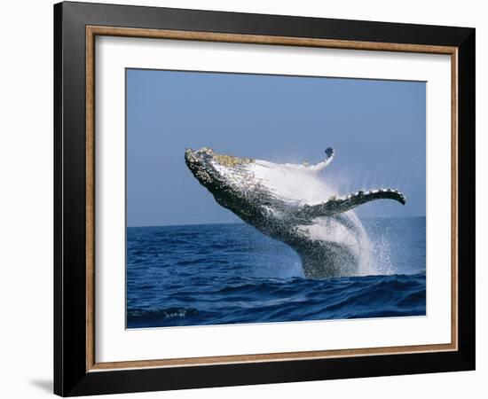 Humpback Whale (Megaptera Novaeangliae) Breaching in the Sea-null-Framed Photographic Print