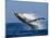 Humpback Whale (Megaptera Novaeangliae) Breaching in the Sea-null-Mounted Photographic Print