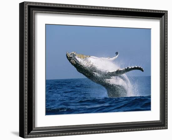 Humpback Whale (Megaptera Novaeangliae) Breaching in the Sea-null-Framed Photographic Print