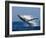 Humpback Whale (Megaptera Novaeangliae) Breaching in the Sea-null-Framed Photographic Print