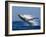 Humpback Whale (Megaptera Novaeangliae) Breaching in the Sea-null-Framed Photographic Print