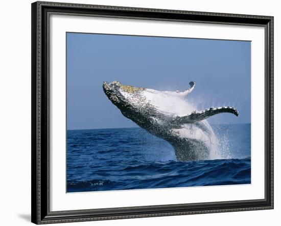 Humpback Whale (Megaptera Novaeangliae) Breaching in the Sea-null-Framed Photographic Print