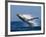 Humpback Whale (Megaptera Novaeangliae) Breaching in the Sea-null-Framed Photographic Print