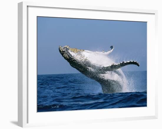 Humpback Whale (Megaptera Novaeangliae) Breaching in the Sea-null-Framed Photographic Print