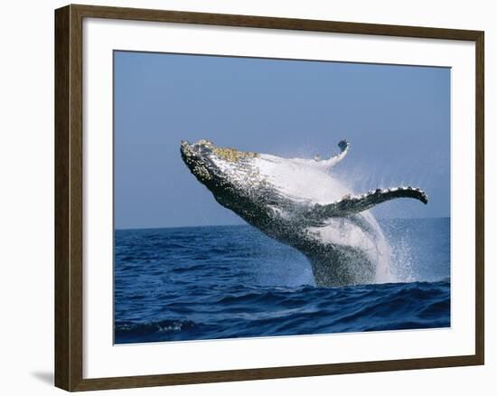 Humpback Whale (Megaptera Novaeangliae) Breaching in the Sea-null-Framed Photographic Print