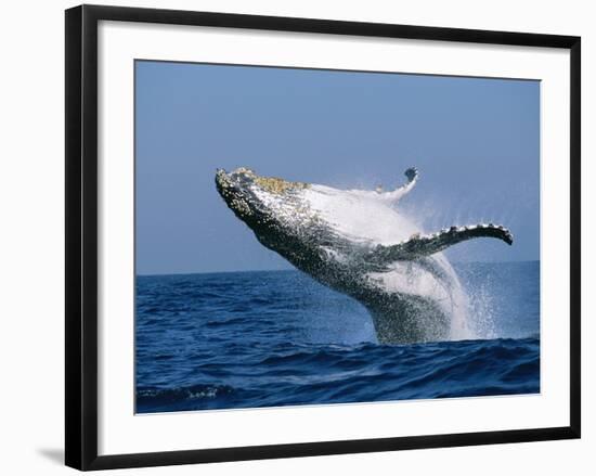 Humpback Whale (Megaptera Novaeangliae) Breaching in the Sea-null-Framed Photographic Print