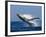 Humpback Whale (Megaptera Novaeangliae) Breaching in the Sea-null-Framed Photographic Print