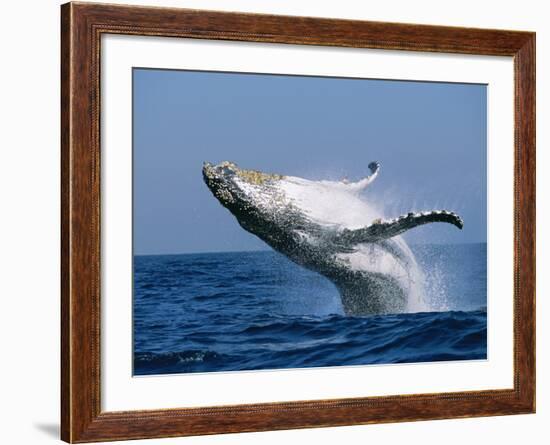 Humpback Whale (Megaptera Novaeangliae) Breaching in the Sea-null-Framed Photographic Print