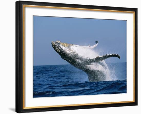 Humpback Whale (Megaptera Novaeangliae) Breaching in the Sea-null-Framed Photographic Print