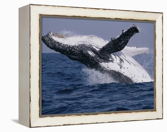 Humpback Whale (Megaptera Novaeangliae) Breaching in the Sea-null-Framed Premier Image Canvas