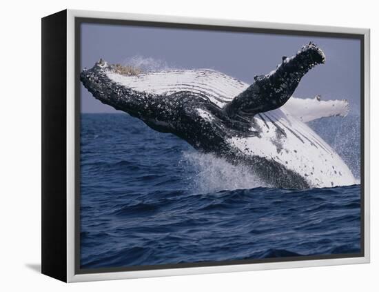Humpback Whale (Megaptera Novaeangliae) Breaching in the Sea-null-Framed Premier Image Canvas