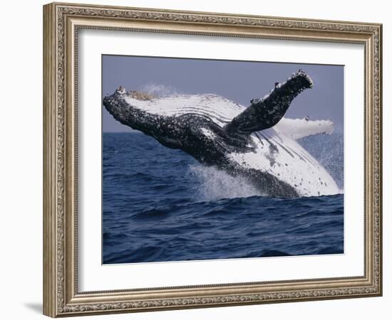 Humpback Whale (Megaptera Novaeangliae) Breaching in the Sea-null-Framed Photographic Print