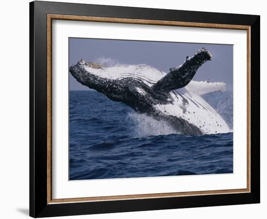 Humpback Whale (Megaptera Novaeangliae) Breaching in the Sea-null-Framed Photographic Print