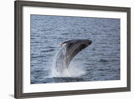 Humpback Whale (Megaptera Novaeangliae) Breaching Off Gwaii Haanas, British Columbia, Canada-Michael Nolan-Framed Photographic Print