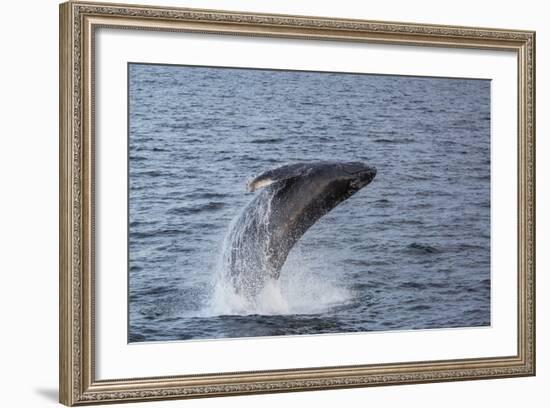 Humpback Whale (Megaptera Novaeangliae) Breaching Off Gwaii Haanas, British Columbia, Canada-Michael Nolan-Framed Photographic Print