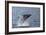 Humpback Whale (Megaptera Novaeangliae) Breaching Off Gwaii Haanas, British Columbia, Canada-Michael Nolan-Framed Photographic Print