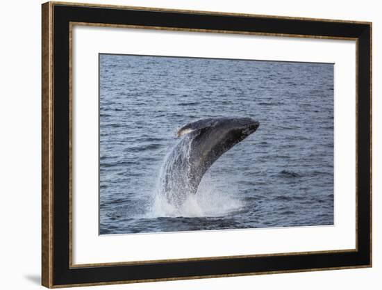 Humpback Whale (Megaptera Novaeangliae) Breaching Off Gwaii Haanas, British Columbia, Canada-Michael Nolan-Framed Photographic Print