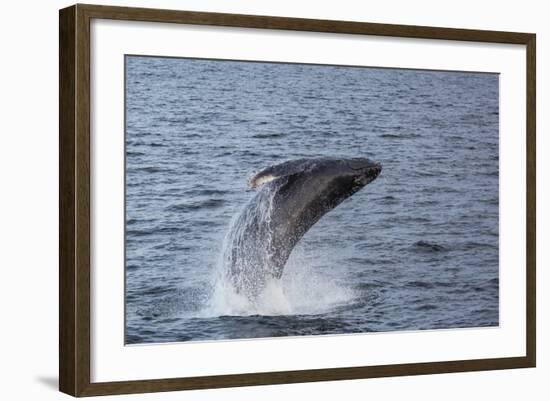 Humpback Whale (Megaptera Novaeangliae) Breaching Off Gwaii Haanas, British Columbia, Canada-Michael Nolan-Framed Photographic Print