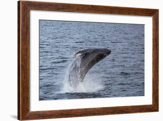 Humpback Whale (Megaptera Novaeangliae) Breaching Off Gwaii Haanas, British Columbia, Canada-Michael Nolan-Framed Photographic Print