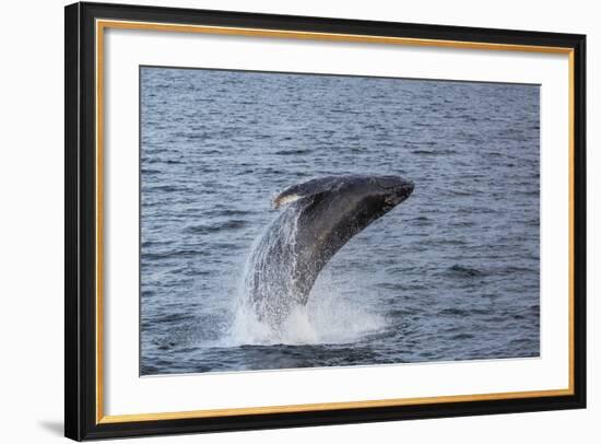 Humpback Whale (Megaptera Novaeangliae) Breaching Off Gwaii Haanas, British Columbia, Canada-Michael Nolan-Framed Photographic Print