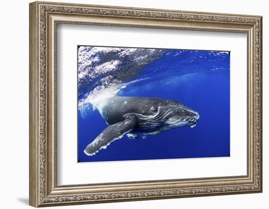 Humpback Whale (Megaptera Novaeangliae) Calf. Tonga, South Pacific, September-Doc White-Framed Photographic Print