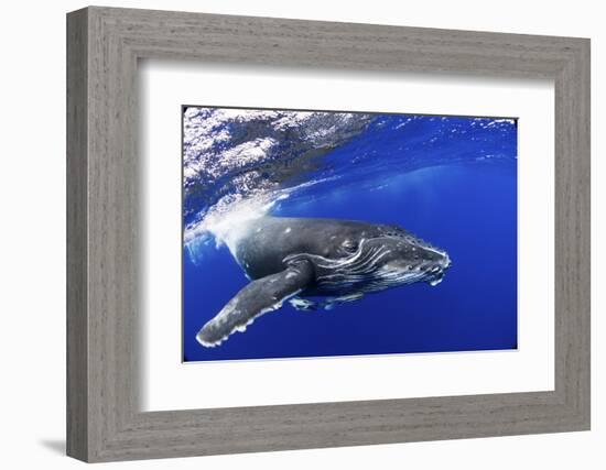 Humpback Whale (Megaptera Novaeangliae) Calf. Tonga, South Pacific, September-Doc White-Framed Photographic Print