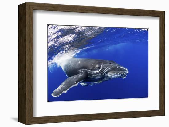 Humpback Whale (Megaptera Novaeangliae) Calf. Tonga, South Pacific, September-Doc White-Framed Photographic Print