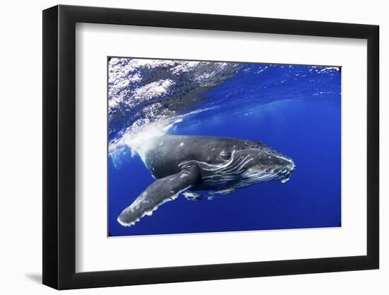 Humpback Whale (Megaptera Novaeangliae) Calf. Tonga, South Pacific, September-Doc White-Framed Photographic Print