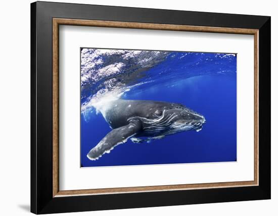 Humpback Whale (Megaptera Novaeangliae) Calf. Tonga, South Pacific, September-Doc White-Framed Photographic Print