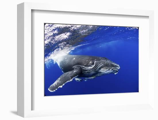 Humpback Whale (Megaptera Novaeangliae) Calf. Tonga, South Pacific, September-Doc White-Framed Photographic Print