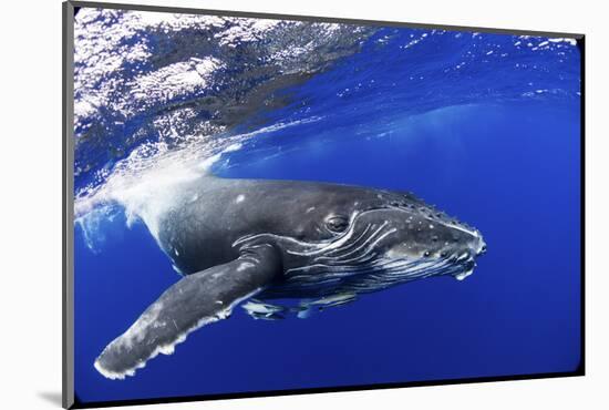 Humpback Whale (Megaptera Novaeangliae) Calf. Tonga, South Pacific, September-Doc White-Mounted Photographic Print