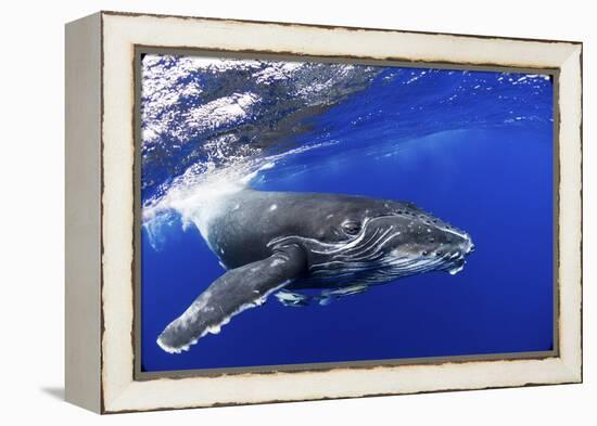 Humpback Whale (Megaptera Novaeangliae) Calf. Tonga, South Pacific, September-Doc White-Framed Premier Image Canvas