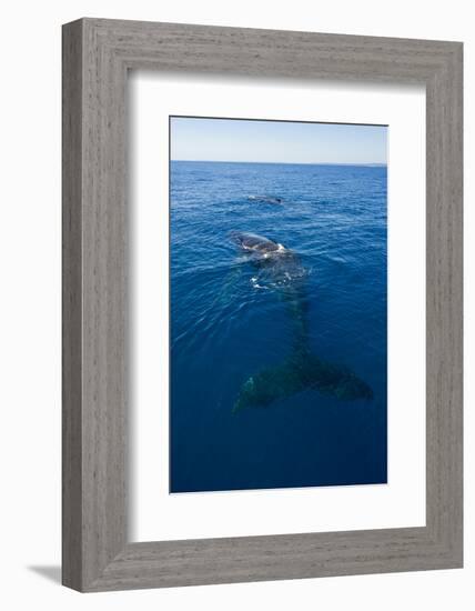 Humpback Whale (Megaptera Novaeangliae) in Harvey Bay, Queensland, Australia, Pacific-Michael Runkel-Framed Photographic Print