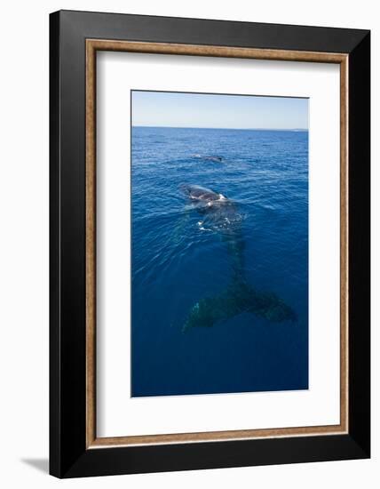 Humpback Whale (Megaptera Novaeangliae) in Harvey Bay, Queensland, Australia, Pacific-Michael Runkel-Framed Photographic Print