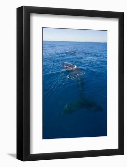 Humpback Whale (Megaptera Novaeangliae) in Harvey Bay, Queensland, Australia, Pacific-Michael Runkel-Framed Photographic Print