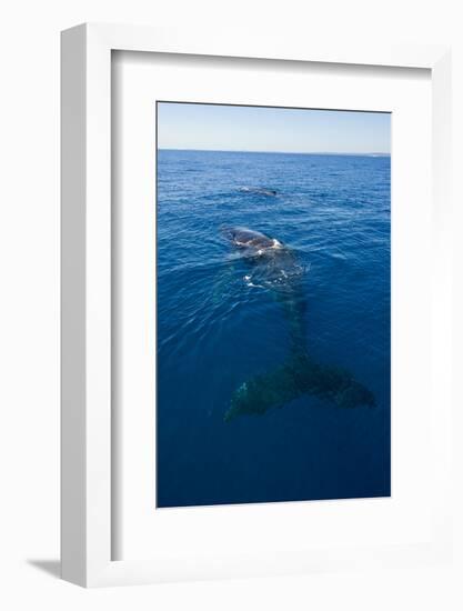 Humpback Whale (Megaptera Novaeangliae) in Harvey Bay, Queensland, Australia, Pacific-Michael Runkel-Framed Photographic Print