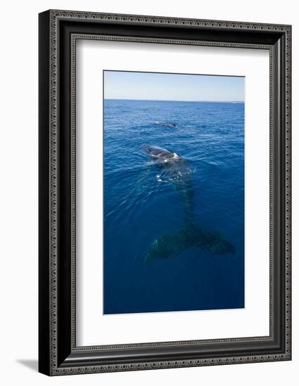 Humpback Whale (Megaptera Novaeangliae) in Harvey Bay, Queensland, Australia, Pacific-Michael Runkel-Framed Photographic Print