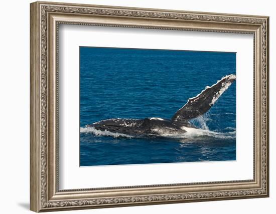 Humpback Whale (Megaptera Novaeangliae) in Harvey Bay, Queensland, Australia, Pacific-Michael Runkel-Framed Photographic Print