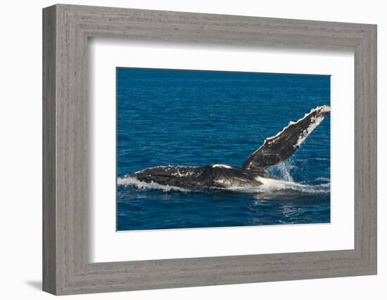 Humpback Whale (Megaptera Novaeangliae) in Harvey Bay, Queensland, Australia, Pacific-Michael Runkel-Framed Photographic Print