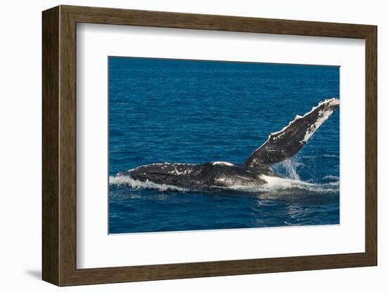 Humpback Whale (Megaptera Novaeangliae) in Harvey Bay, Queensland, Australia, Pacific-Michael Runkel-Framed Photographic Print